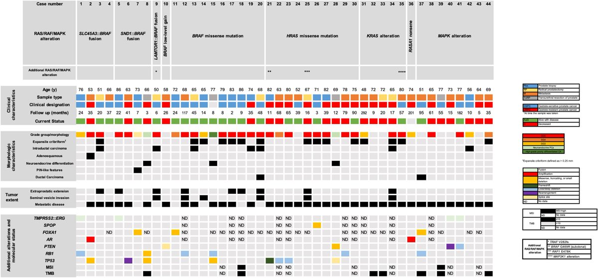 Human_Pathology's tweet photo. New in #HumPathol: RAS/RAF/MAPK Alterations in Prostatic Adenocarcinoma: A Multi-Institutional Study. https://t.co/UnMeaY1eoF #pathology #PathTwitter #PathX #GUpath https://t.co/9lZ260UG6s