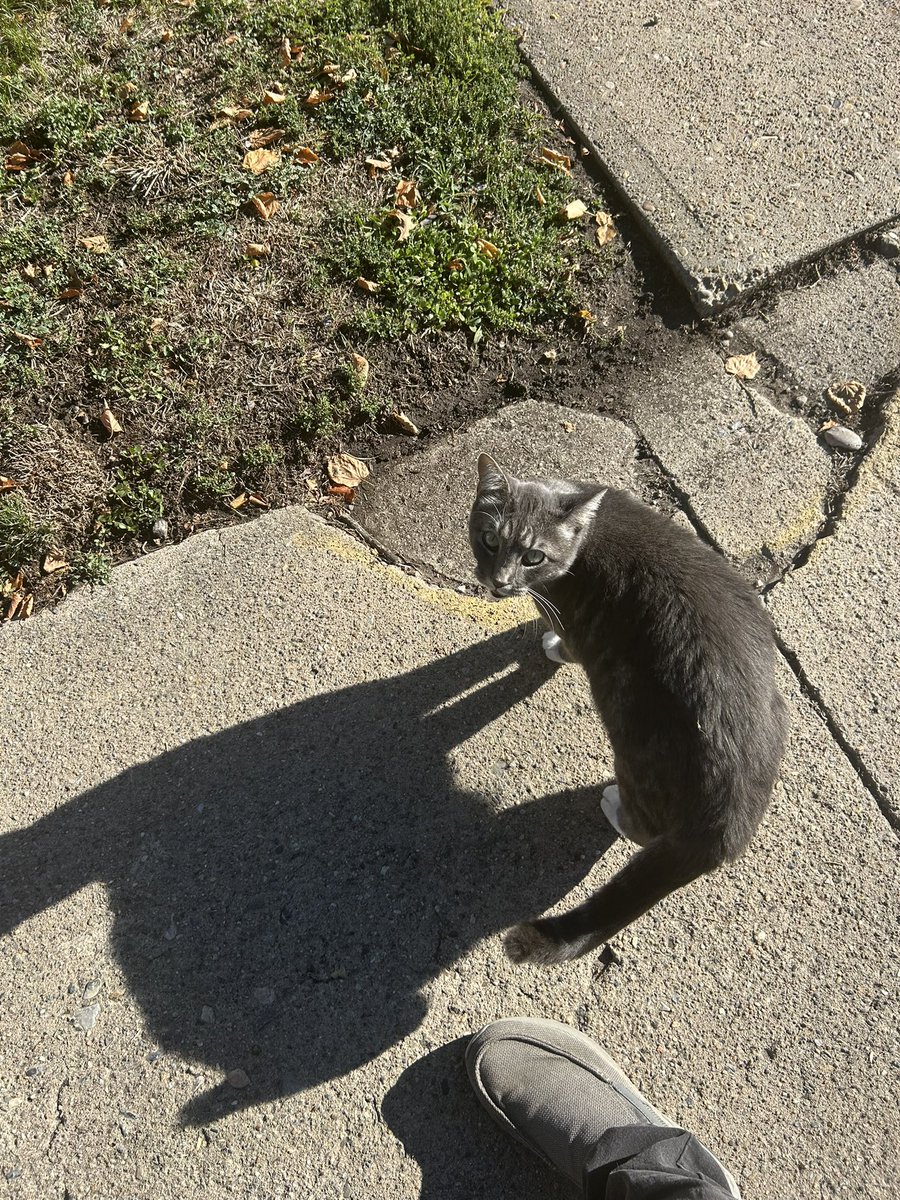 KenKent6yk's tweet photo. Cute kitty in Ogden Utah https://t.co/Bmzr1deL4S