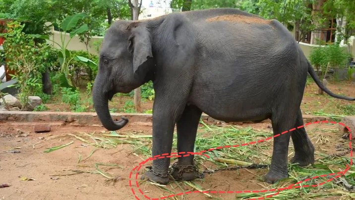 sanskriticekl's tweet photo. In Asia, Indonesia has banned elephant riding, but on the other hand, India is still using elephants for temples and whatnot. Durga is one of them a wild elephant who was taken from Assam to Tamil Nadu for temple captivity.#freedurga #NoElephantsInTemples #StopElephantCaptivity https://t.co/6XgibW8tYH