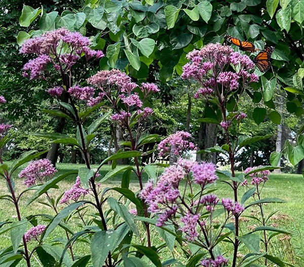 Open_TO's tweet photo. 🦋The Beaches BIA is making it easy to look at cool plants and animals in the neighborhood 🌳

Using data from our site and iNaturalist, they've mapped routes where you can see the good stuff!

See it here: https://t.co/SqgzXU6yq8
And more: https://t.co/IeZ3jCR3nx https://t.co/2vRxRkWykU
