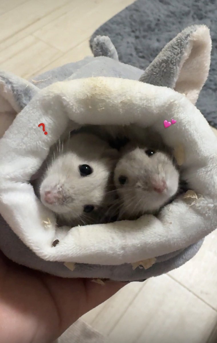 ko___0914's tweet photo. このかの可愛いハムスターみてって^^* https://t.co/KlDy5Vwuez