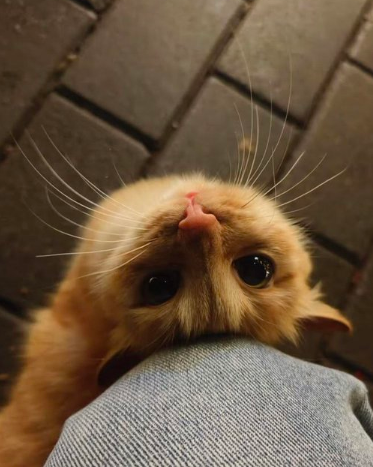carolinaymu's tweet photo. hermoso https://t.co/dDSLcKYUgc