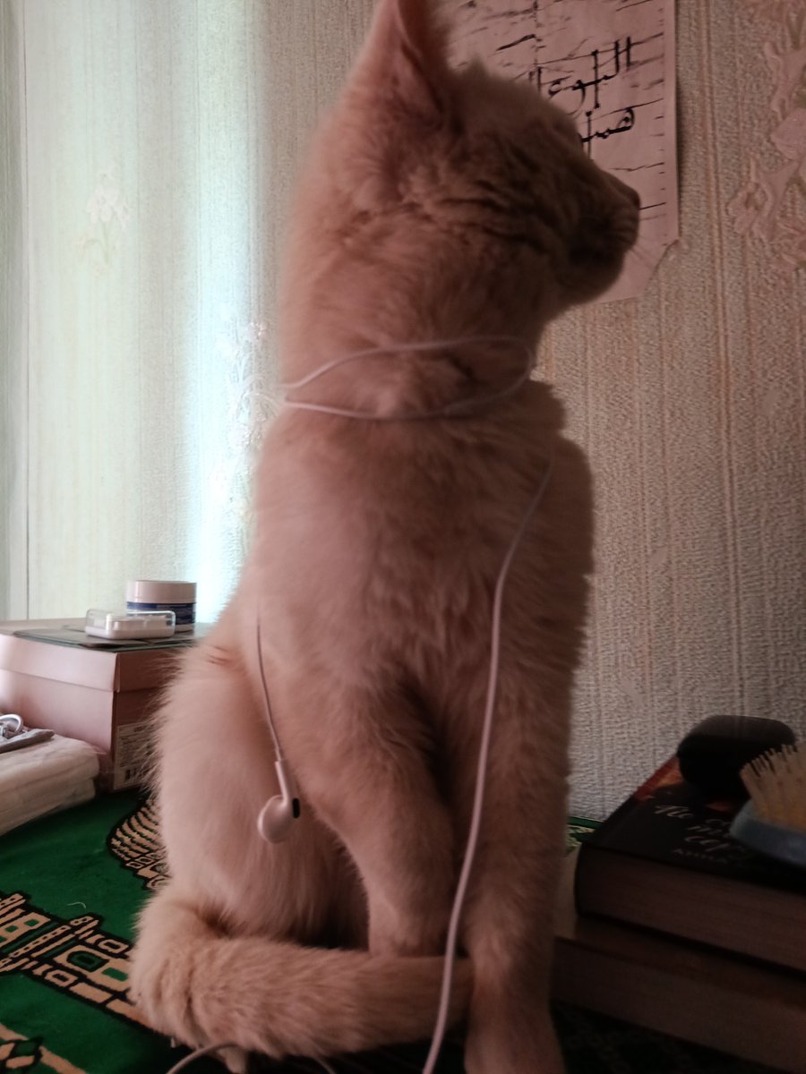 uresaURESENDAYO's tweet photo. @k4orr1 моя прелесть https://t.co/eDjeP3JmRa