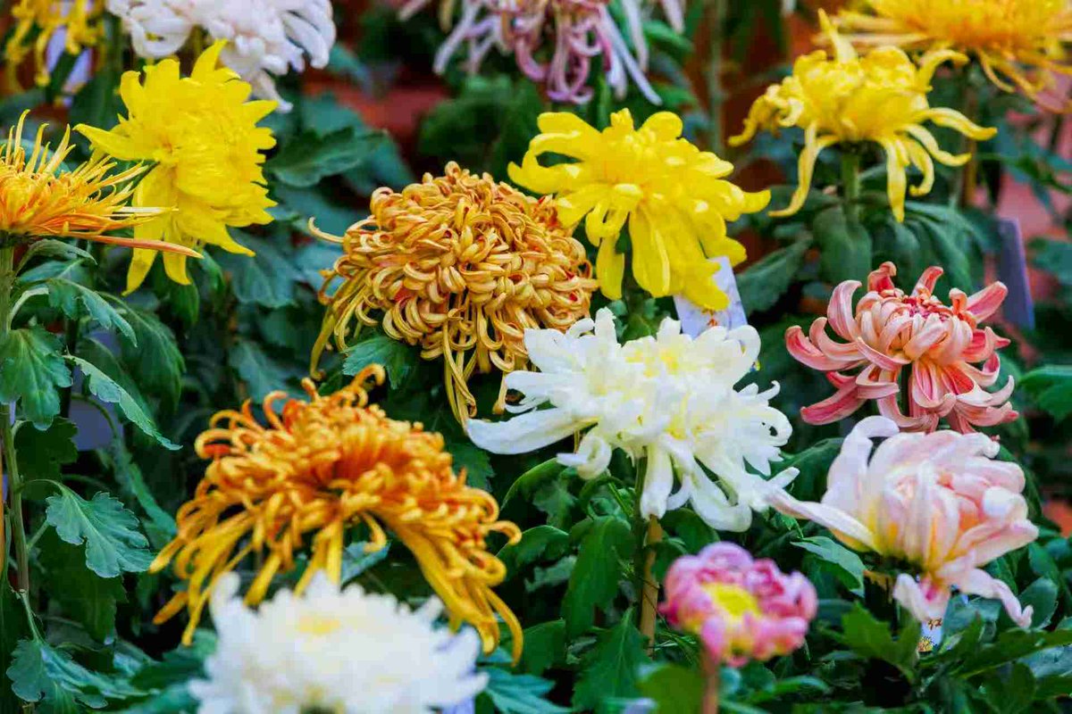 JacquelynSogj's tweet photo. Hoy fui a caminar por el parque y tomé fotos de las flores coloridas del otoo. ， https://t.co/PmAPSpywc9