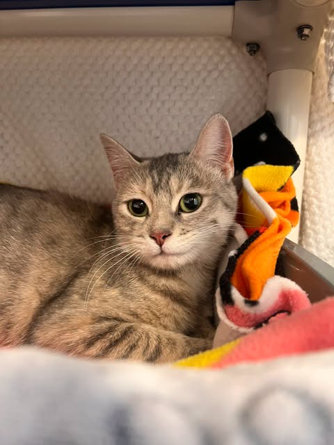 GuelphLostPets's tweet photo. SEEKING OWNER. Grey tabby short-hair female cat found near Elora St W &amp; James St N in #Mapleton on Sept 24. If she's yours or you have any info about her contact #Guelph Humane Society at 519-824-3091 or lostandfound@guelphhumane.ca (ID 2000489422) https://t.co/4trCbbTl7T