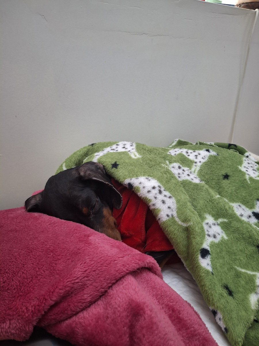prentissswift's tweet photo. lamentablemente vuelvo a publicar esto porque ya no se qué hacer, además de la diabetes, coco tiene un problema en el páncreas y sigue con suero, tengo que pagar +400k a la veterinaria y ni siquiera tengo para una inyección básica 😭

0000003100096943445596
florencia.13o 🙏🏻 https://t.co/expkOCbKGZ