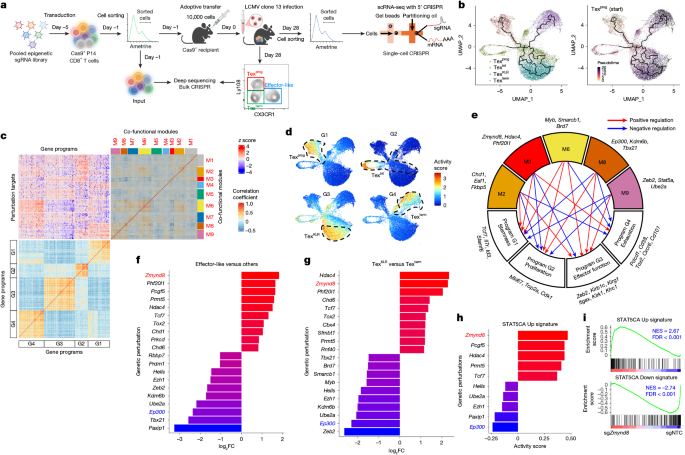 LabWaggoner's tweet photo. Targeting ZMYND8 unleashes IL-2 signalling to override T cell exhaustion @Nature @hongbo_chi @StJudeResearch 
https://t.co/dXr5JSOC9c https://t.co/UVEkIDeIFL