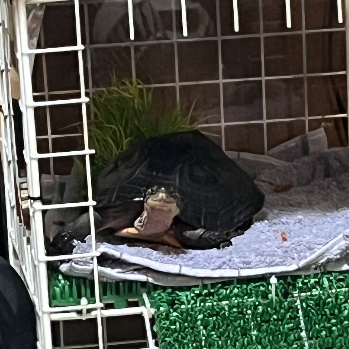 Keito_Pochan's tweet photo. エサ皿を滑り落としちゃって飼い主に助けを求めるポ https://t.co/RcwfDbYaOw