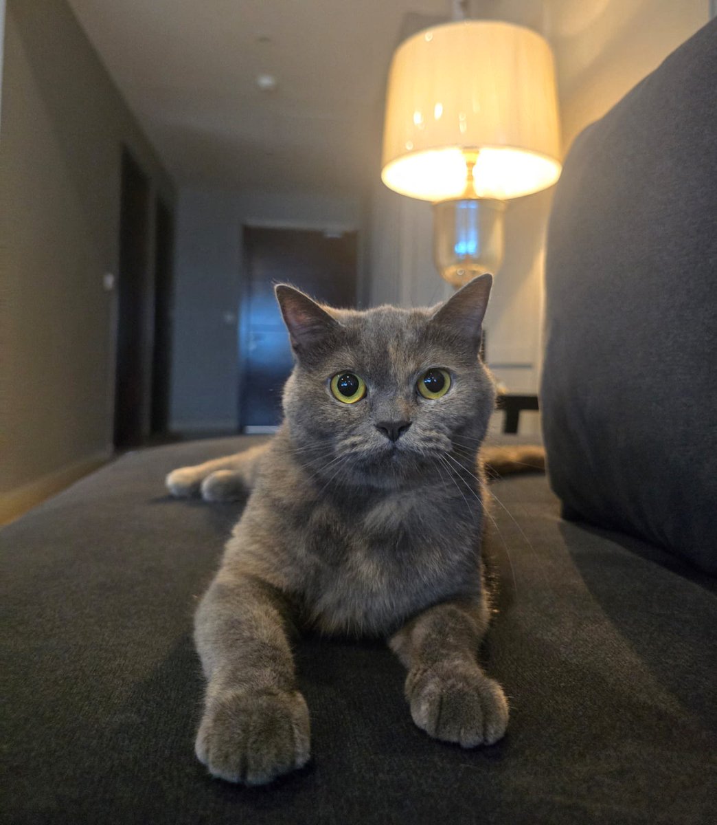 FETCHCATREAL's tweet photo. @nocontextscats https://t.co/BaF2FYBrnH