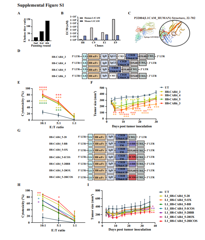 jitcancer's tweet photo. New #JITC article: "CD28-ICOS costimulation enhances the therapeutic efficacy of L1CAM-targeted CAR-T cells against ovarian and gastric cancers" https://t.co/AzkRLM4TzV https://t.co/l8TQRUsy9Q