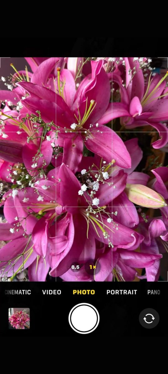 Bloomora80's tweet photo. You like it guys this flowers 🌺💐🌺🌺🌺🌸🌺 https://t.co/aMrrhCKiUQ