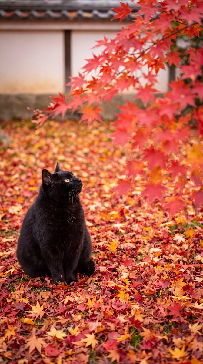 wa_cats's tweet photo. 秋、もうすぐ会えるね https://t.co/HKYbhZ2zU4