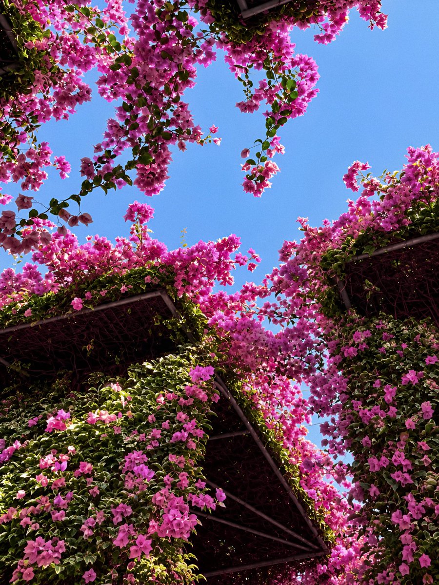 gardenofcolours tweet picture