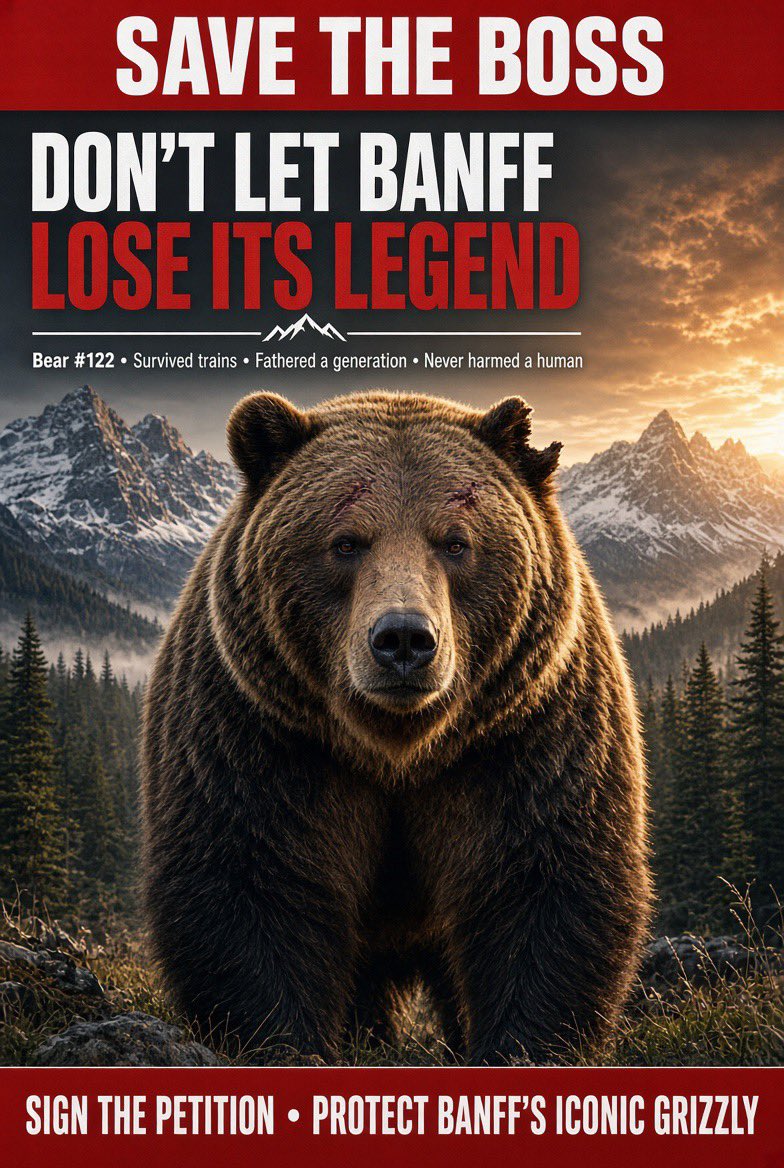 RebelBeaver's tweet photo. Stop the euthanization of the iconic bear "The Boss" in Banff - Sign the Petition! https://t.co/fNd7SRSvp1 via @CdnChange https://t.co/Az4iMR3USm
