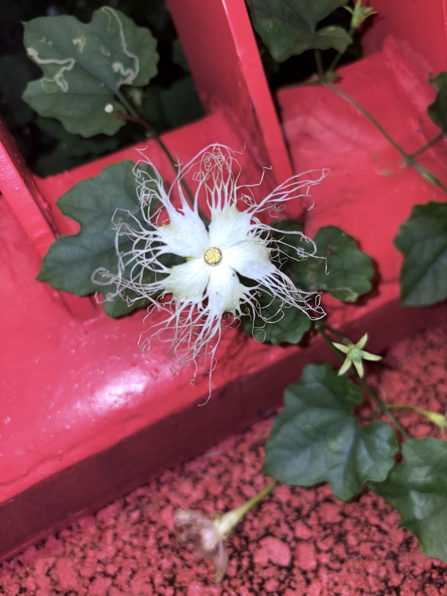 hyhovoxix's tweet photo. 🌸 https://t.co/2Mwty2wBGp