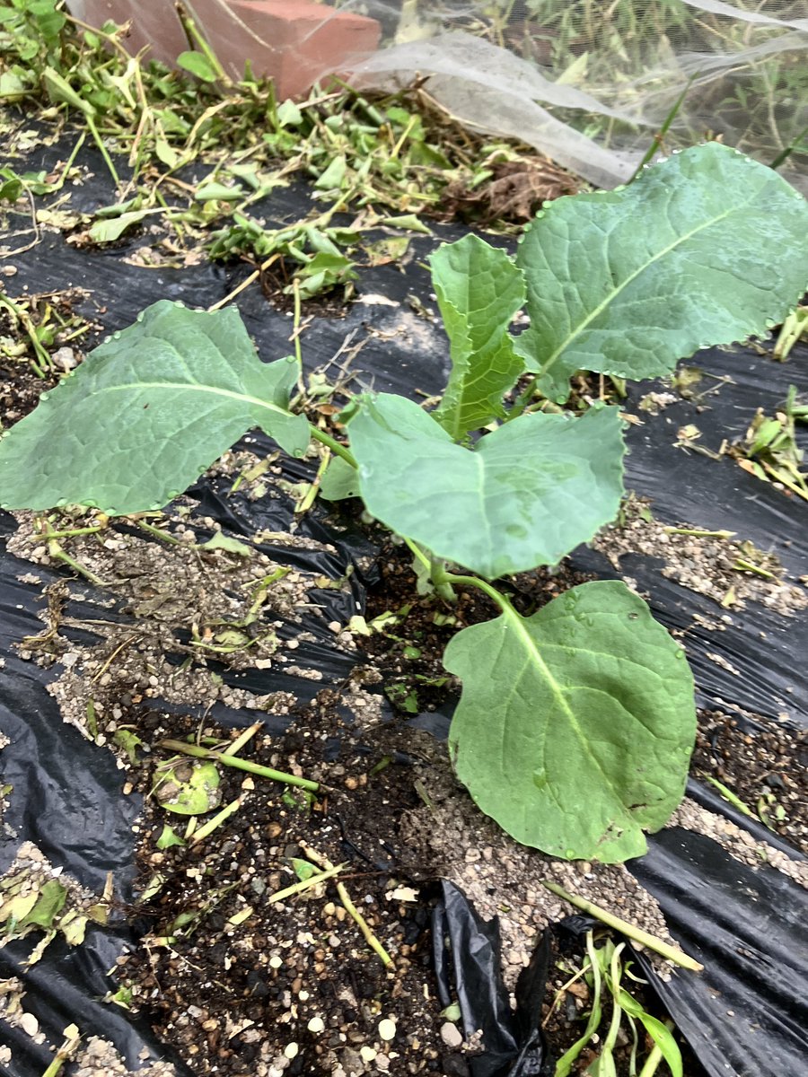 JpTacos's tweet photo. 秋の家庭菜園としてブロッコリーの苗を植えました
#家庭菜園 #ブロッコリー https://t.co/1b2B1IILuM