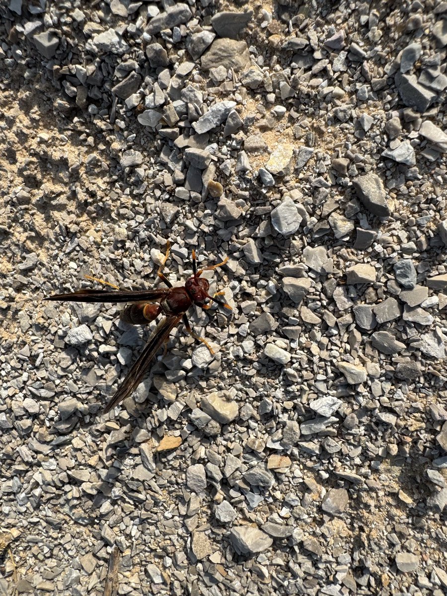 lair_rat's tweet photo. @GaryD20Games The humble wasp https://t.co/g22PpoxBw9