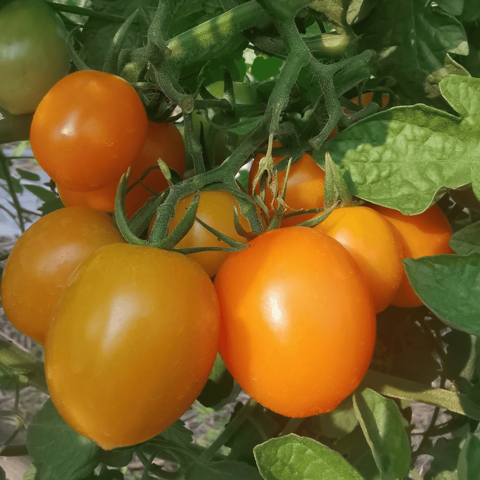 PaulaPi88820841's tweet photo. Just tried the new organic cherry tomatoes from Local Harvest—burst with sweet juice, zero weird aftertaste, perfect for salad or snack!  The freshness hits different! https://t.co/hMrXnK193F