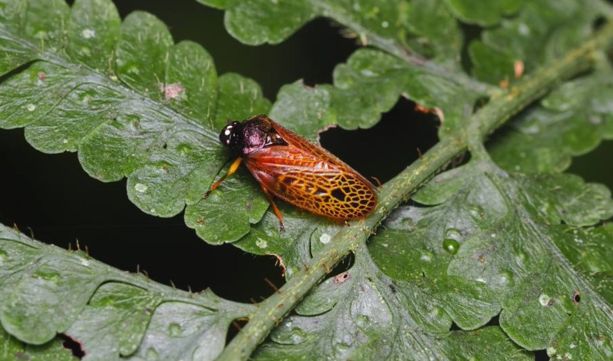 FritillaryLilly's tweet photo. #leafhoppers #Indonesia #ento #Entomology #bugs #insects #TwitterNatureCommunity #wildlife #wildlifephotography #invertebrates https://t.co/gxBXAaoKT3