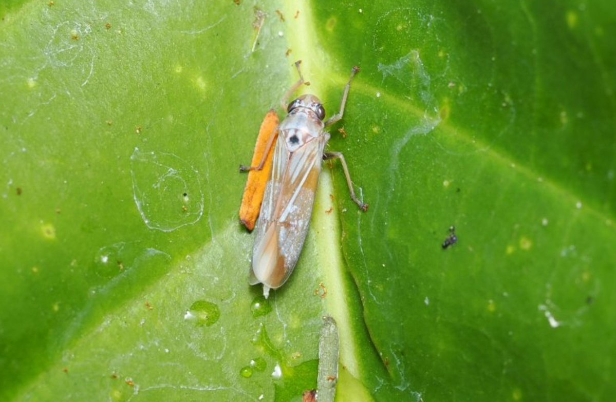 FritillaryLilly's tweet photo. #leafhoppers #Indonesia #ento #Entomology #bugs #insects #TwitterNatureCommunity #wildlife #wildlifephotography #invertebrates https://t.co/gxBXAaoKT3