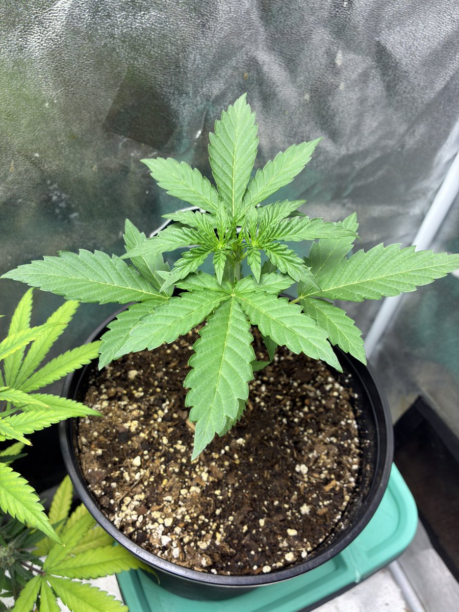 CannabisGoon's tweet photo. 🪴 Cannabis Grow Diary
Strain: GMO Auto from @Fast_Buds 
Day 14-15 from seed
LED Grow light @MarsHydroLight TS600
📝 Note: Topped day 15
.
🔗 Watch me grow weed on @grow_diaries 

https://t.co/Q5UUWKCh3R https://t.co/ABRFxVhNpk