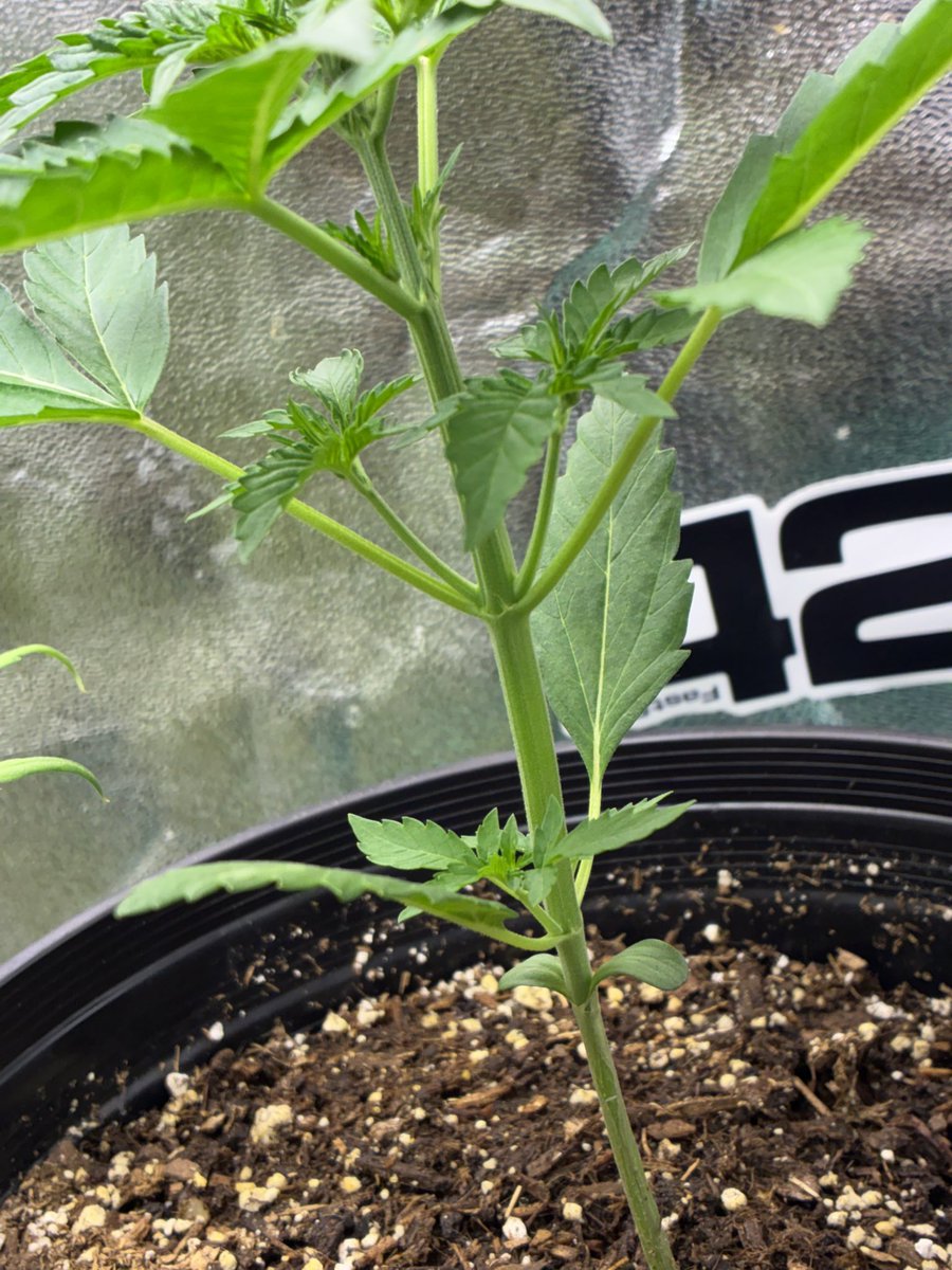 CannabisGoon's tweet photo. 🪴 Cannabis Grow Diary
Strain: GMO Auto from @Fast_Buds 
Day 14-15 from seed
LED Grow light @MarsHydroLight TS600
📝 Note: Topped day 15
.
🔗 Watch me grow weed on @grow_diaries 

https://t.co/Q5UUWKCh3R https://t.co/ABRFxVhNpk