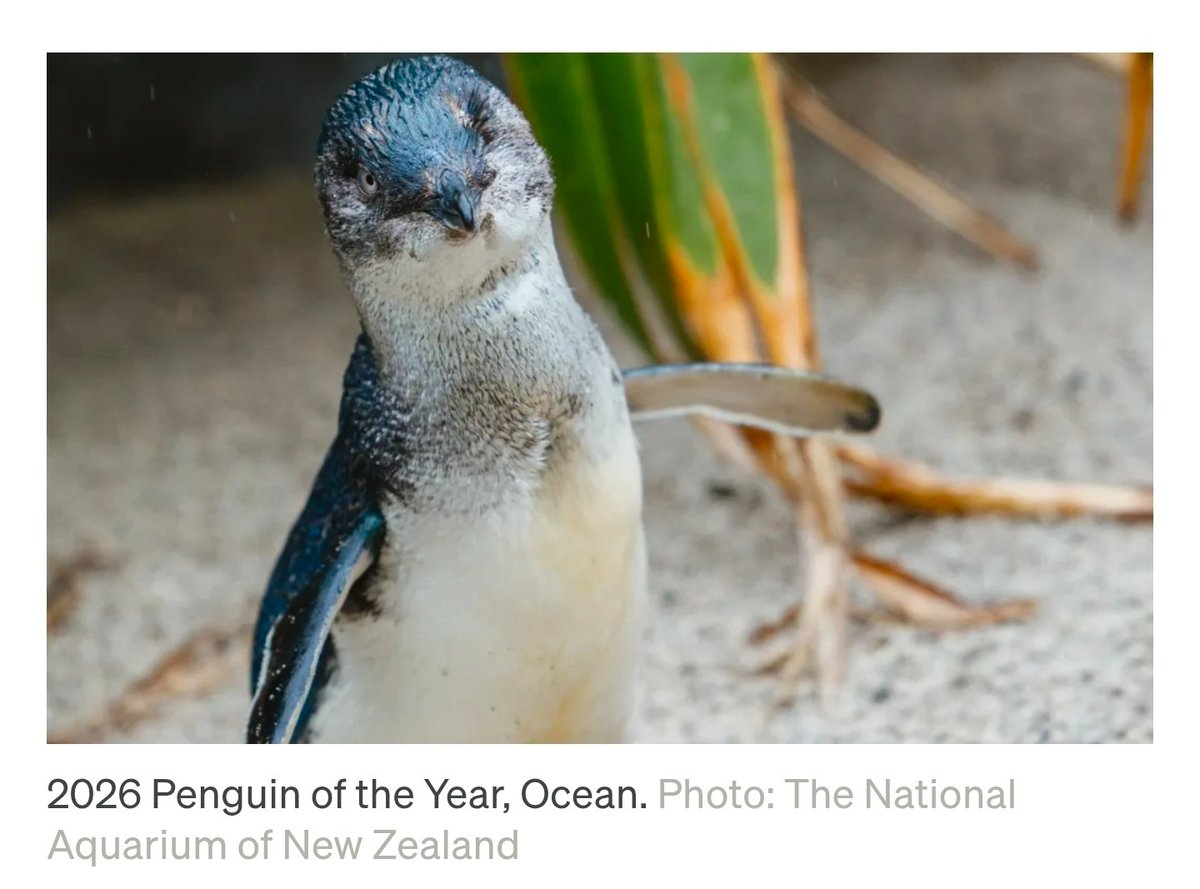 PENGUINRBH's tweet photo. Penguin of the Year 2026, Ocean.

https://t.co/zvESelxkkD https://t.co/FTDdmPF26F