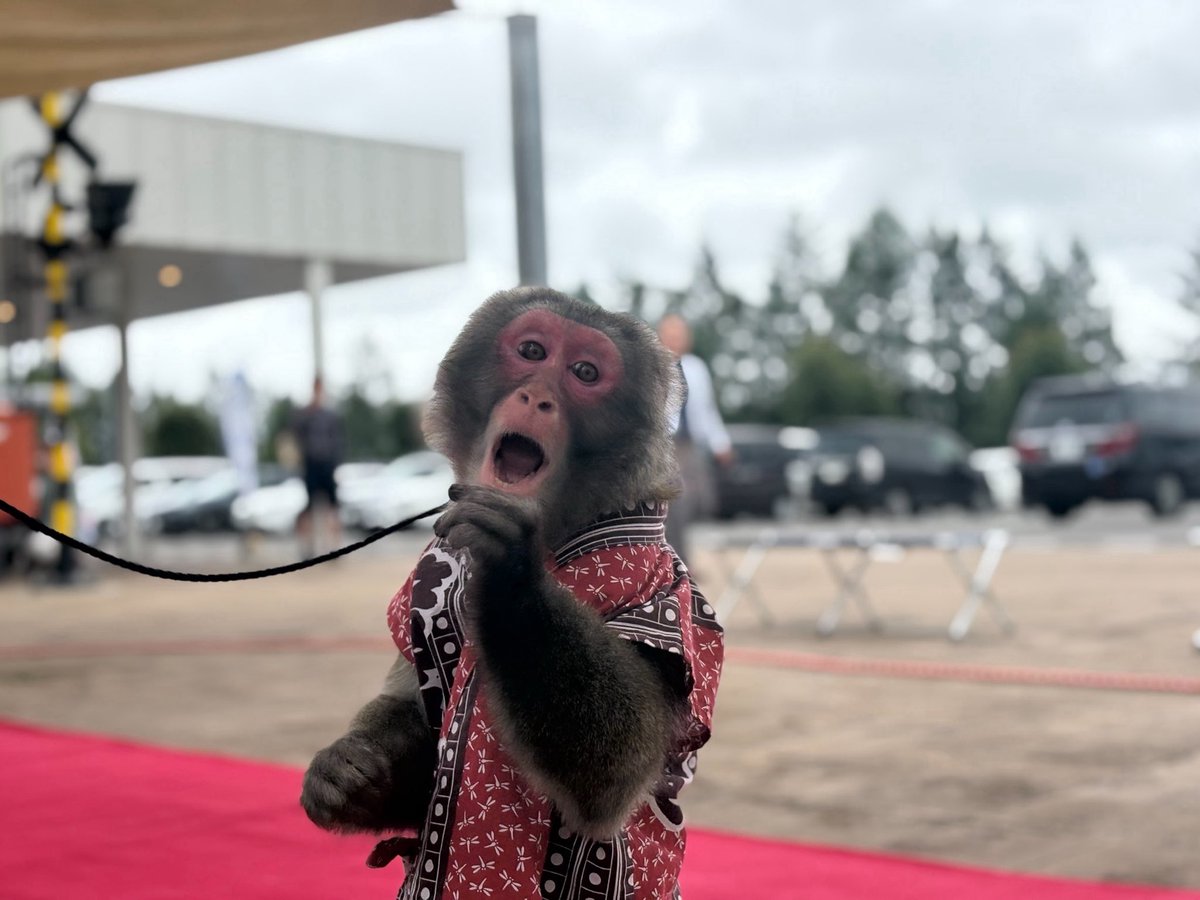 nisukekikaku's tweet photo. 目も鼻も口もぜんぶまんまる

#猿まわし　#二助企画　#ニホンザル　#monkey https://t.co/4IPzzFJYAu