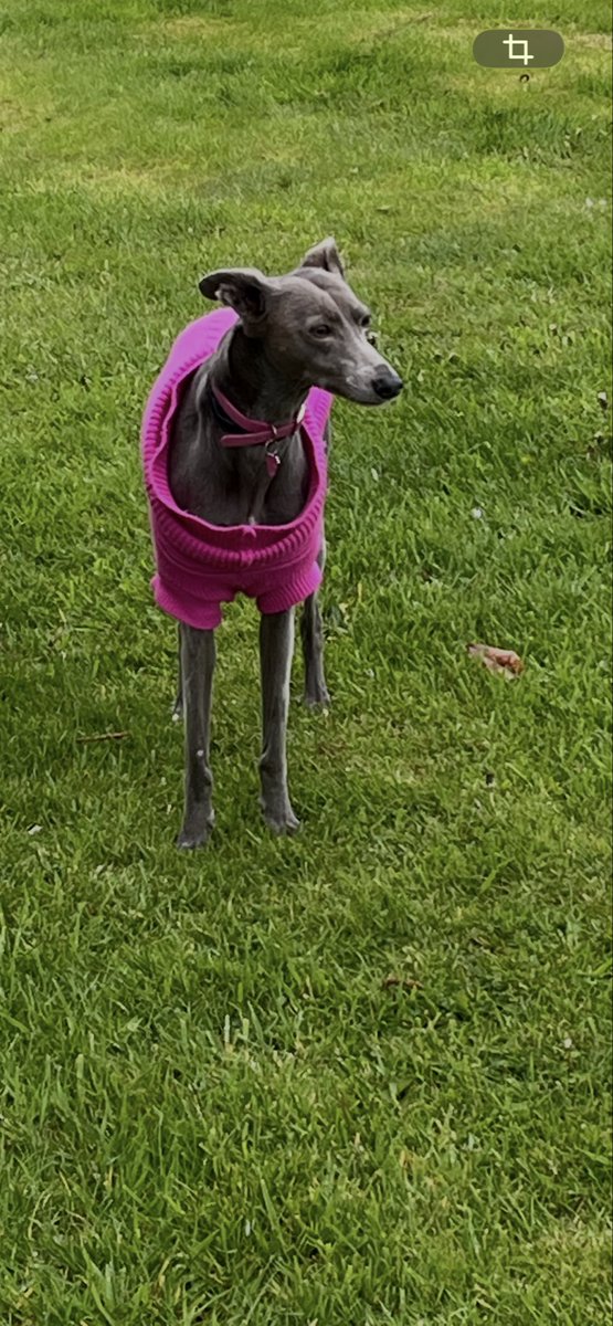 Neecywolfe's tweet photo. @CoraTheWhippet Joy says you are a very brave girl to let your Mum know. We hope you and Mum have a wonderful day 💕🐾🐾 https://t.co/QoAYXbTvtF