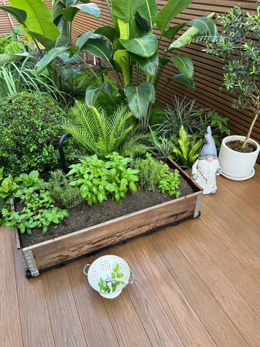 duckd523179's tweet photo. [My tiny balcony garden is thriving this year! From just a few seeds last spring to fresh herbs for every meal—small steps make big joys. ]， https://t.co/DoyyxXkT1k