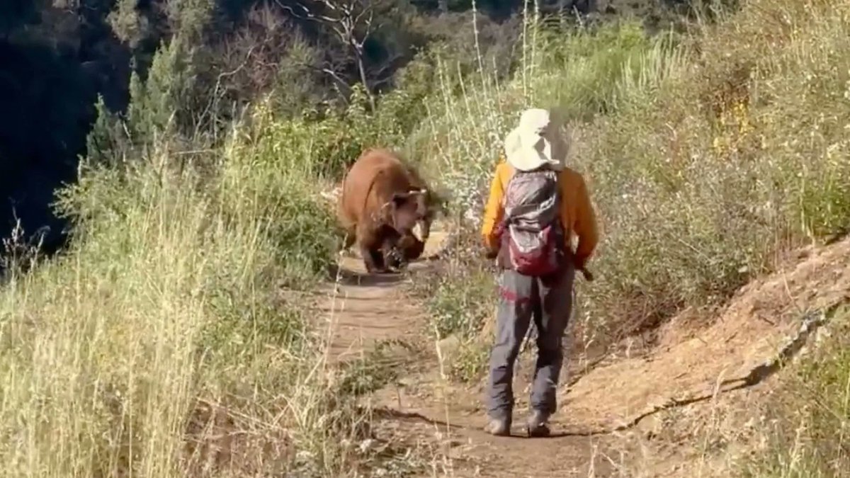 giveashitnature's tweet photo. "It's biodegradable" isn't the point. An orange peel tossed on a trail is the first step in getting a hiker attacked and a bear killed.

The peel won't break down fast, for one. A citrus rind can sit for months in dry conditions, years at high altitude. If you're in a temperate forest or the desert, nothing there is designed to preferentially decompose an orange peel.

But the real problem isn't the decomposition, but what it teaches local wildlife. 

A bear that finds food where people were learns that the smell of people means food. It comes back and approaches the next group. It works its way through parking lots and campsites and eventually somebody's porch. 

That's called food conditioning, and once the bear has learned it, it will not unlearn it no matter what we do.

A relocated bear usually returns to its original territory or becomes a problem in its new territory. Then it gets killed. Many wildlife agencies now skip the relocation step and go straight for culling.

Rangers have a phrase for it: a fed bear is a dead bear. The bear didn't do anything wrong, nor did the unsuspecting hiker it learned to approach. But the orange peel left on the trail was the first step in putting the two on a crash course.

Preventing this outcome happens every time you pack out what you pack in.
