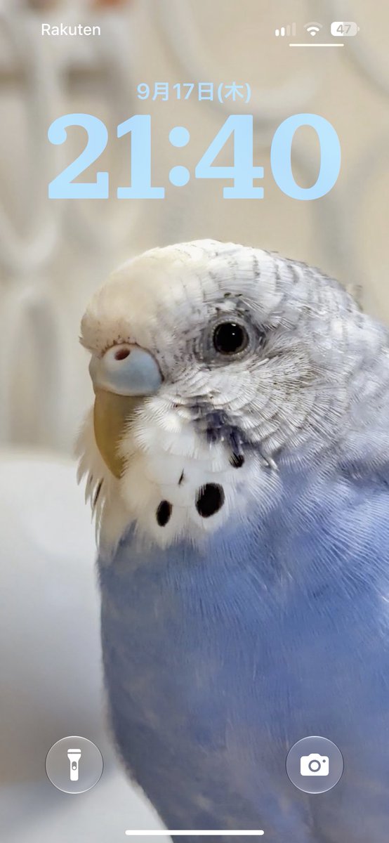 lemonnomainichi's tweet photo. ロック画面を変更しました🐤
成長を感じます😊

#成長記録
#セキセイインコ
#セキセイインコのいる暮らし https://t.co/GOJyQwCTPe