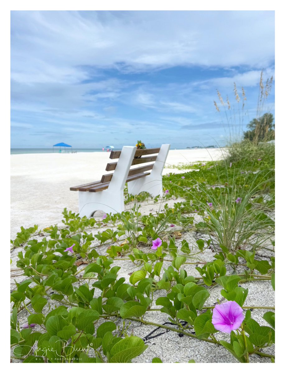 smile1fish's tweet photo. 💜 Another view of the railroad vines (aka beach morning glories) in full morning bloom around Justin’s memorial bench. They open early and fold as the day goes on. ~ Holmes Beach (9-16-26) ❤️ 📷 Angie Blunt #annamariaisland https://t.co/8LA6SZYN6C