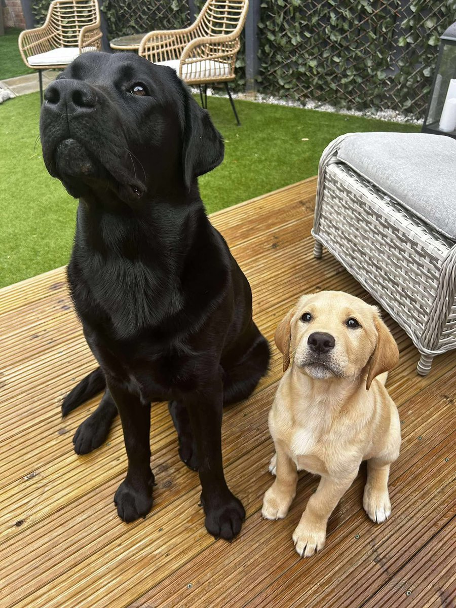 Glyn1971's tweet photo. @ClarksonsFarm1 My 2 Labradors … Finley &amp; River 
Finley 2nd birthday yesterday 🎂 https://t.co/9zf5cIHEx2