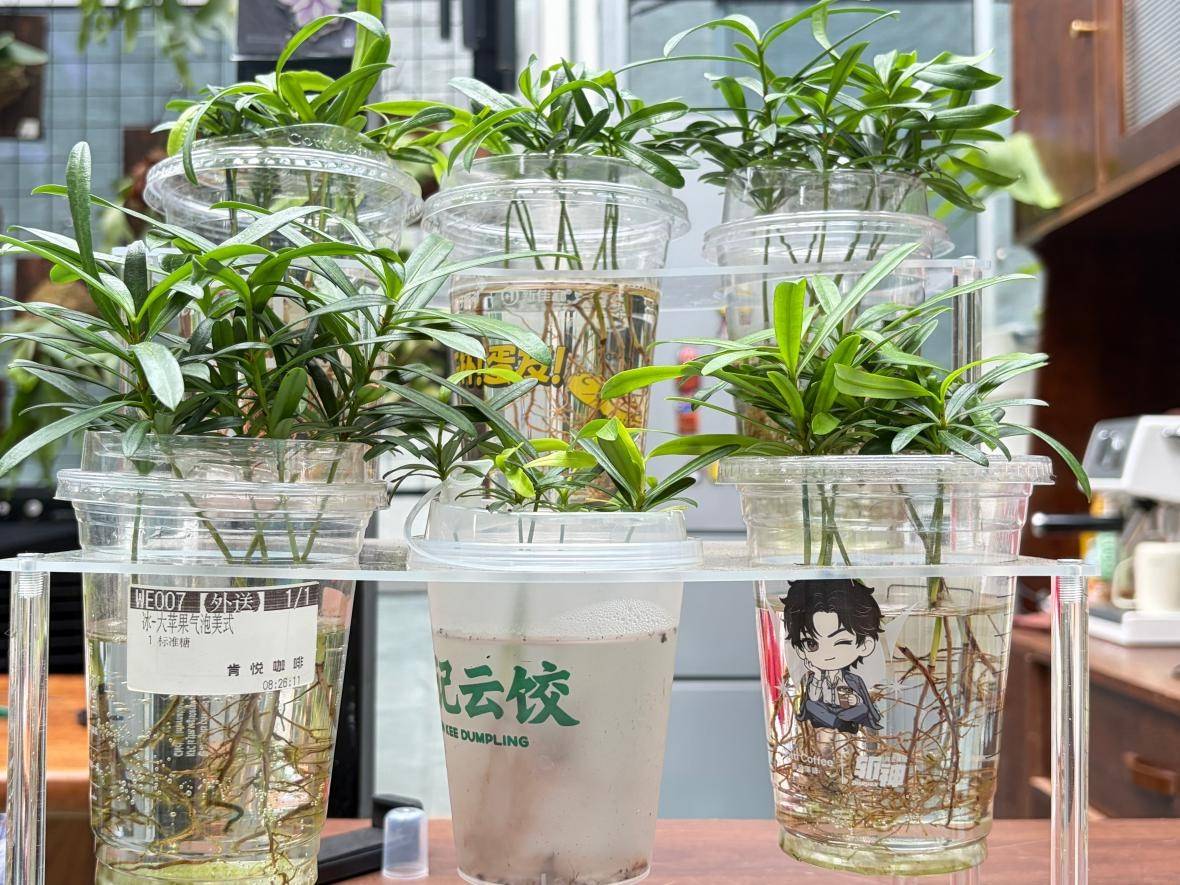 bibii299972's tweet photo. Tried the new zero-waste café concept downtown—their DIY compost takeout cups u0026 plant-based menu just made my lunch break way more eco-friendly and delicious. 5/5 would recommend to every sustainability lover!， https://t.co/eboj02Sa2j