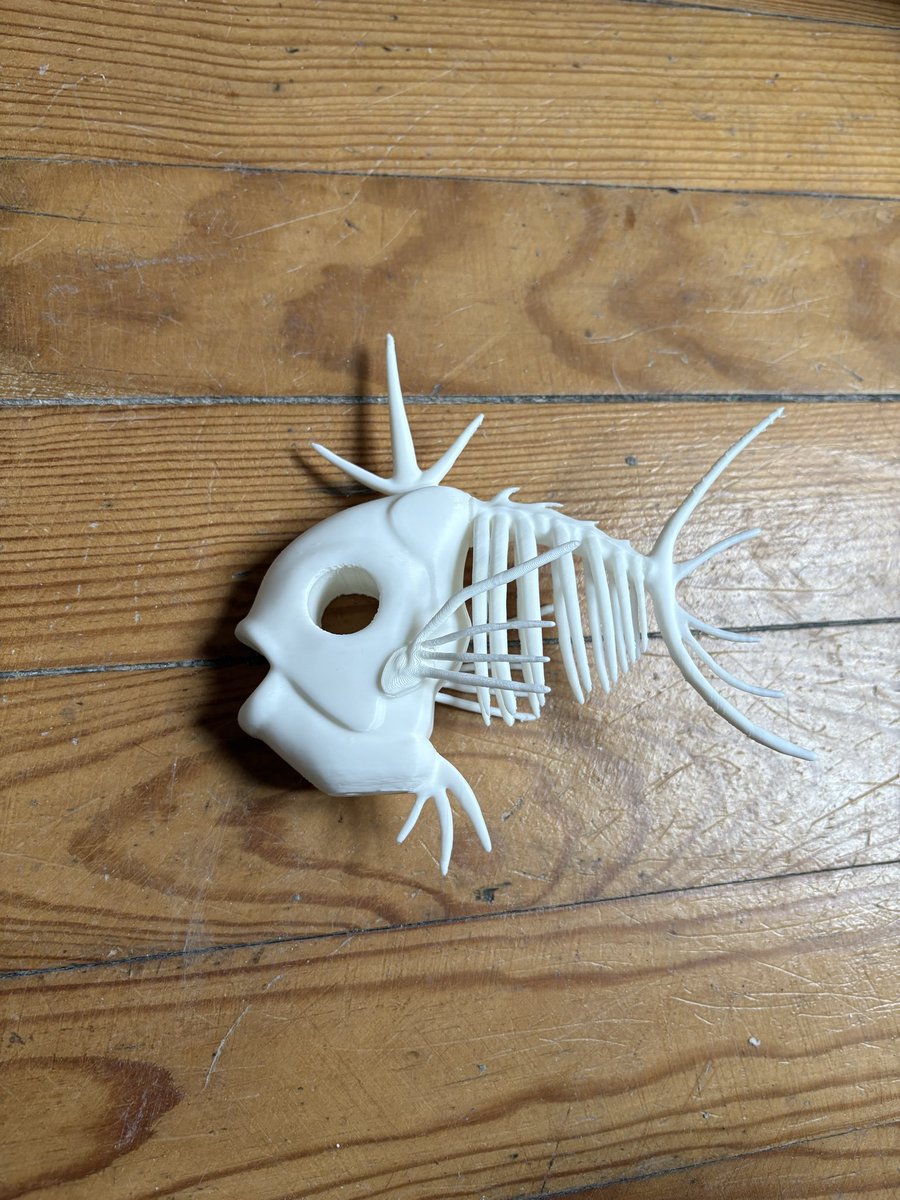 vincent_boat's tweet photo. J’ai trouvé ce squelette de poisson (mort du coup) sur la plage à navarosse 
Une idée de l’espèce?? https://t.co/oRg4oJadUJ