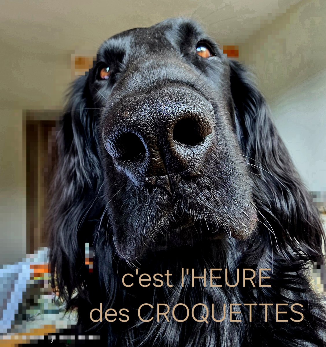 Pasquier_Marie's tweet photo. @BlanchetX Sam, ma flattie d'amour https://t.co/eIuvinGF6u
