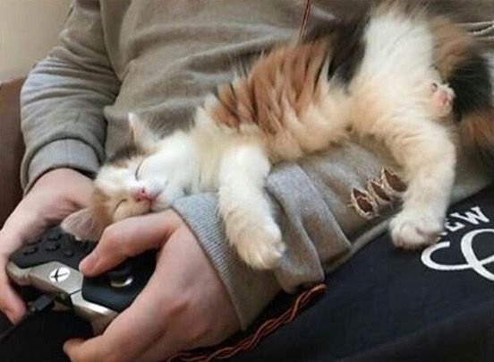 mike_dancer123's tweet photo. So I got a cat :) https://t.co/HiEdEu2zgw