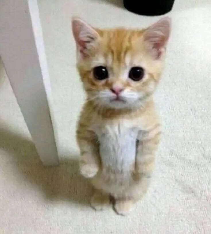 itskhyeon's tweet photo. gakuat 😭 perut nya ngapa gembul begitu hey 😭👋🏻 https://t.co/CB3QCJ1vMa