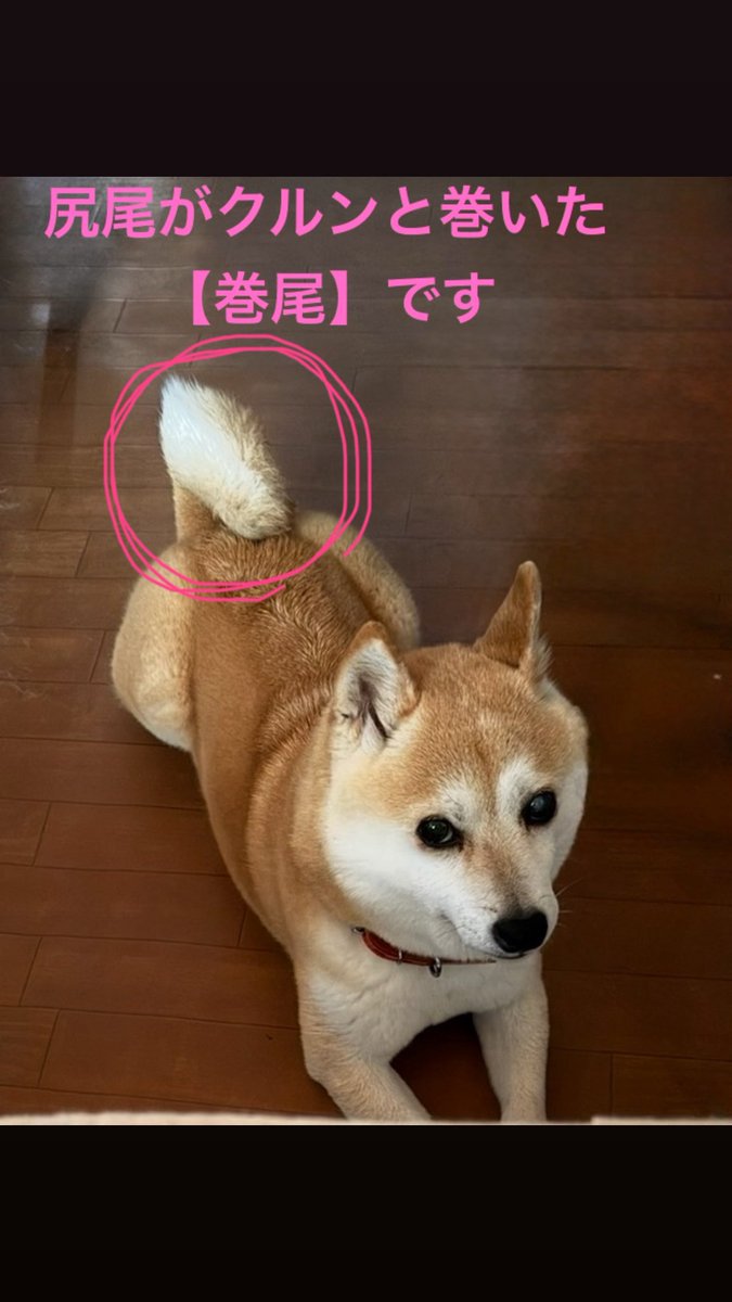 wu4gqfmiku's tweet photo. 【#迷子犬 #拡散希望】
香川県観音寺市で失踪した豆柴の「ミク」を探しています。
どなたか見かけた、保護された方はいませんか？

どんな些細な情報でも良いのでご連絡宜しくお願い致します。
首輪、リード無し
特徴：はっきりした富士額、白靴下、マイクロチップ有
#観音寺市 #柴犬 #豆柴 #大野原町 https://t.co/qUxZgIjczB