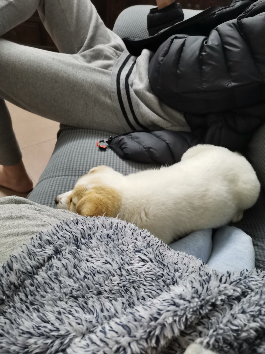 kikis730448's tweet photo. My pup curled up on my lap while I worked today—best office accessory ever! ， https://t.co/vPu3MtKirA
