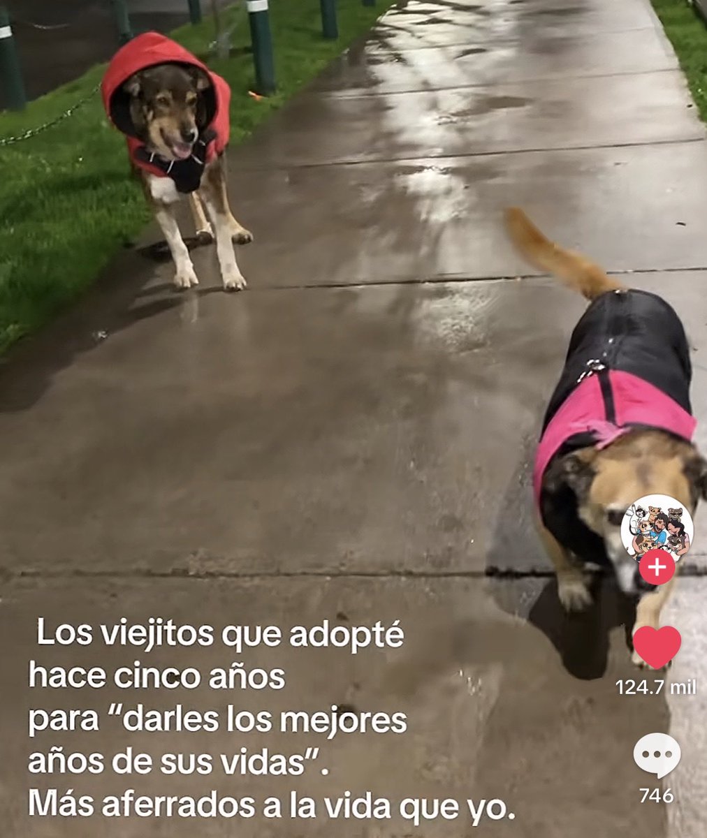 lovsjktae's tweet photo. me salió este video en tiktok y el primer comentario, weonas me puse a llorar de la pena https://t.co/N80vt1Ubkz