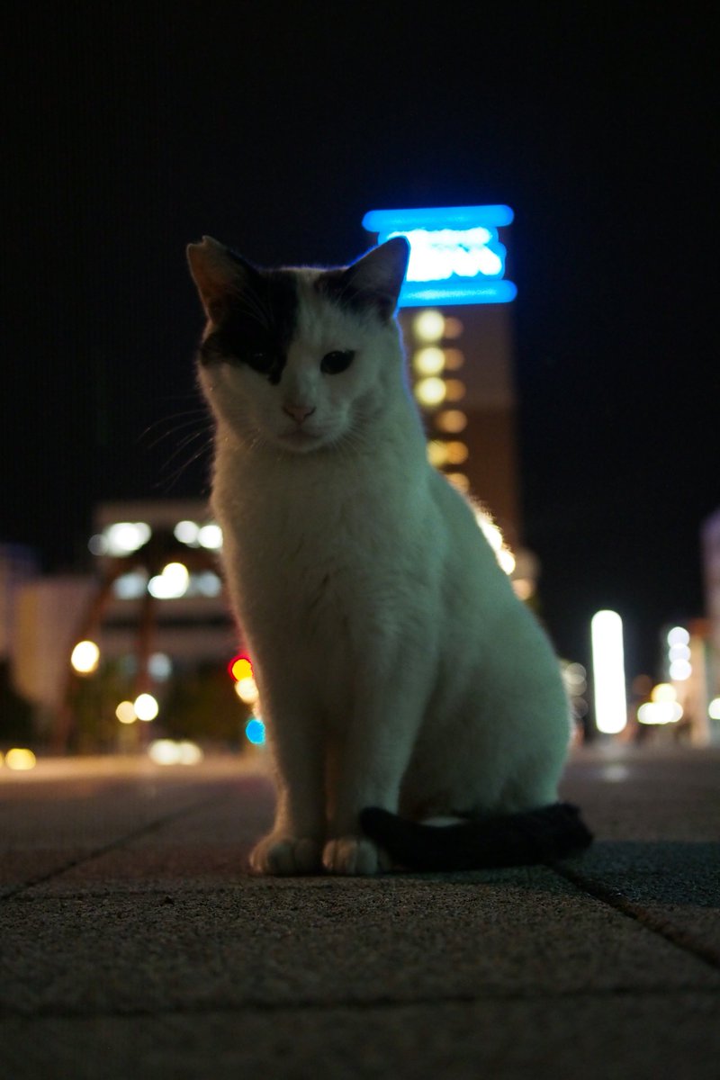 SundaySasqcpl's tweet photo. モデルの猫さん😺 https://t.co/Lqzc8Oh4RL