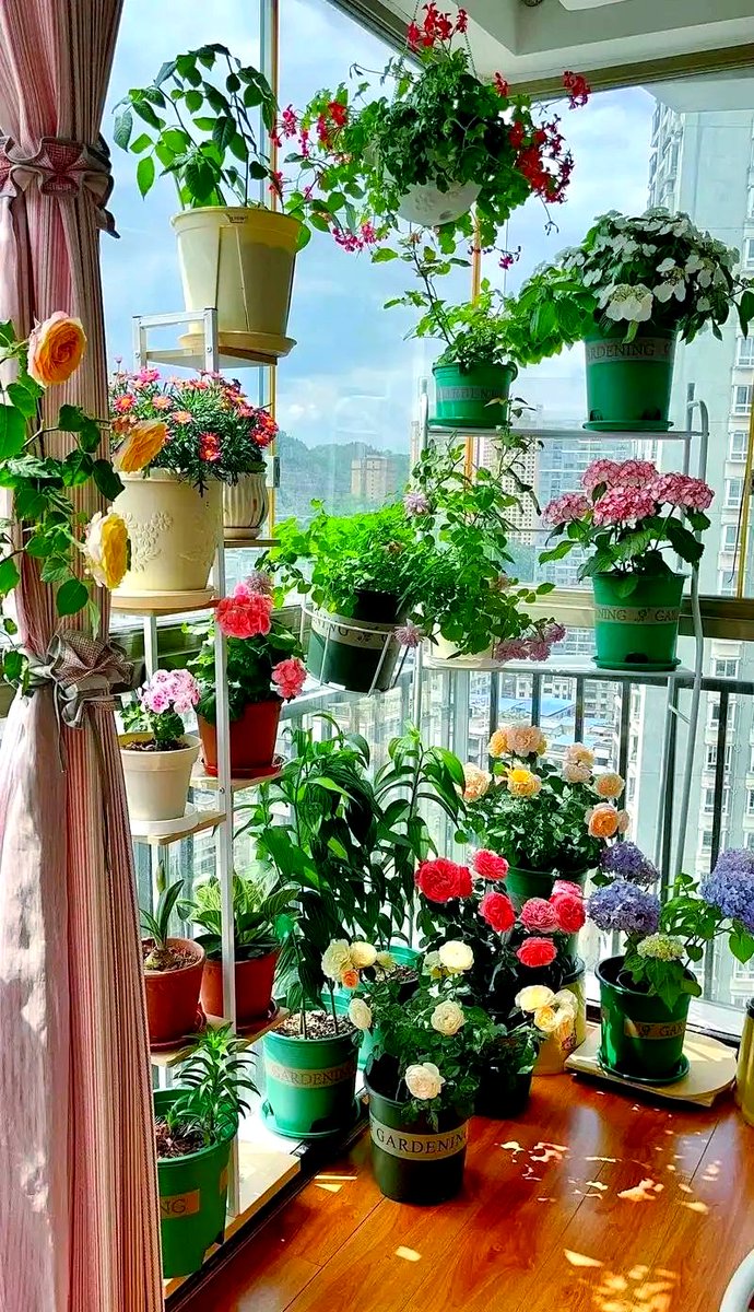 ChrisKaczmltts's tweet photo. My tiny balcony now grows fresh basil and cherry tomatoes —small changes bring so much joy to busy days!， https://t.co/PYLRuVxHLq