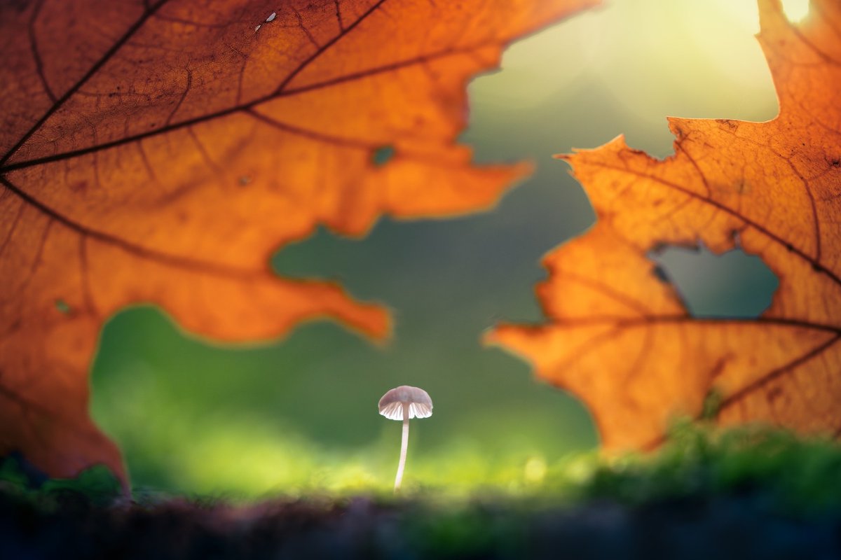 albertdrosphoto's tweet photo. Tiny autumn details in the Netherlands - the season is starting! I already spotted lots of them :) https://t.co/wXcFpfloEk