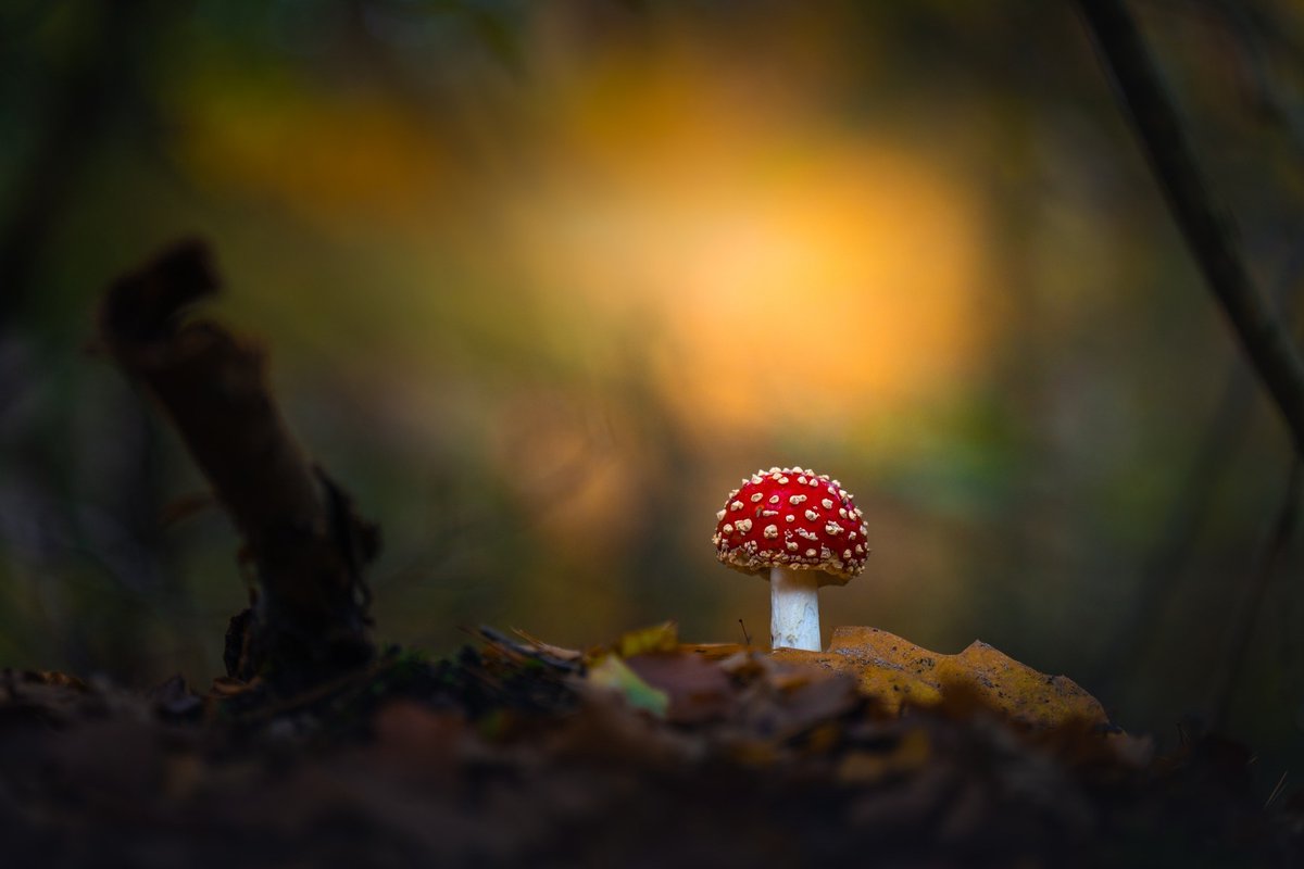 albertdrosphoto's tweet photo. Tiny autumn details in the Netherlands - the season is starting! I already spotted lots of them :) https://t.co/wXcFpfloEk