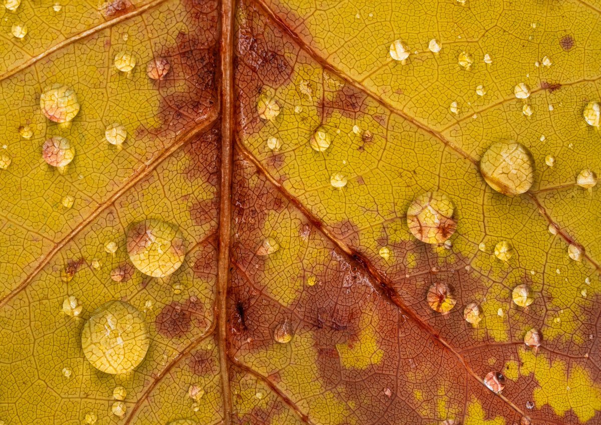 albertdrosphoto's tweet photo. Tiny autumn details in the Netherlands - the season is starting! I already spotted lots of them :) https://t.co/wXcFpfloEk