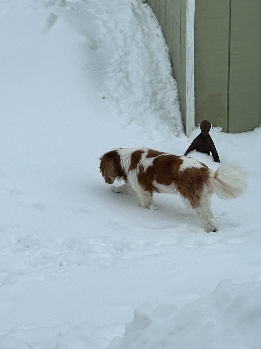 pam56752's tweet photo. @MattPinner_ I do, but neither my back nor my dogs do! 🐶🌨️😄 https://t.co/6b0FquaAUA