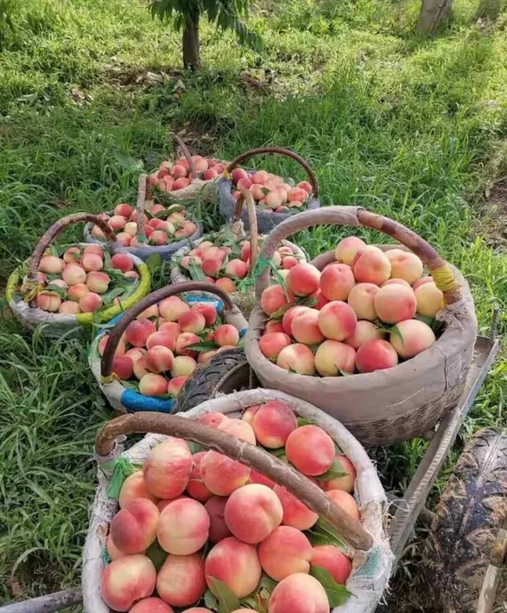 didik249111's tweet photo. Today my neighbor left a fresh bunch of peaches on our doorstep—small moments like this make the whole block feel like family! https://t.co/3oCctxQL5G