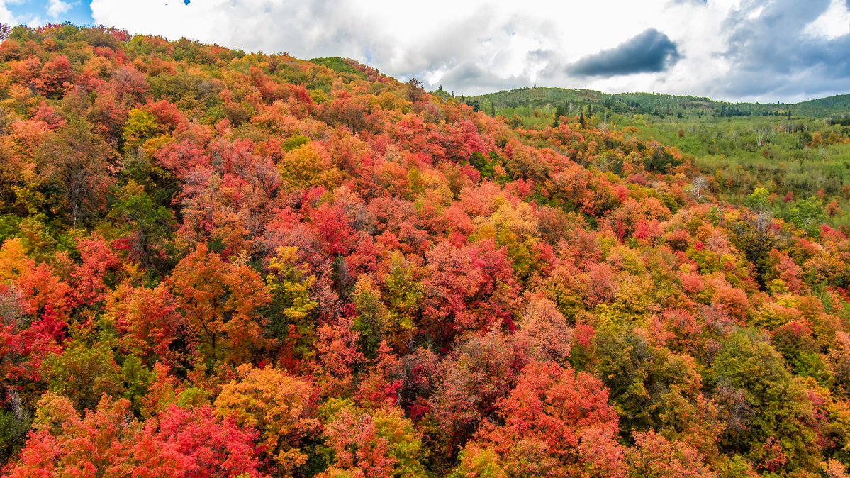 KUTV2News's tweet photo. Fall colors are coming in fast in the Wasatch mountains!🍁

📍Cascade Springs Scenic Drive
📷Chris Williams via https://t.co/cvSNrkp01q https://t.co/8hcfWkXzDs